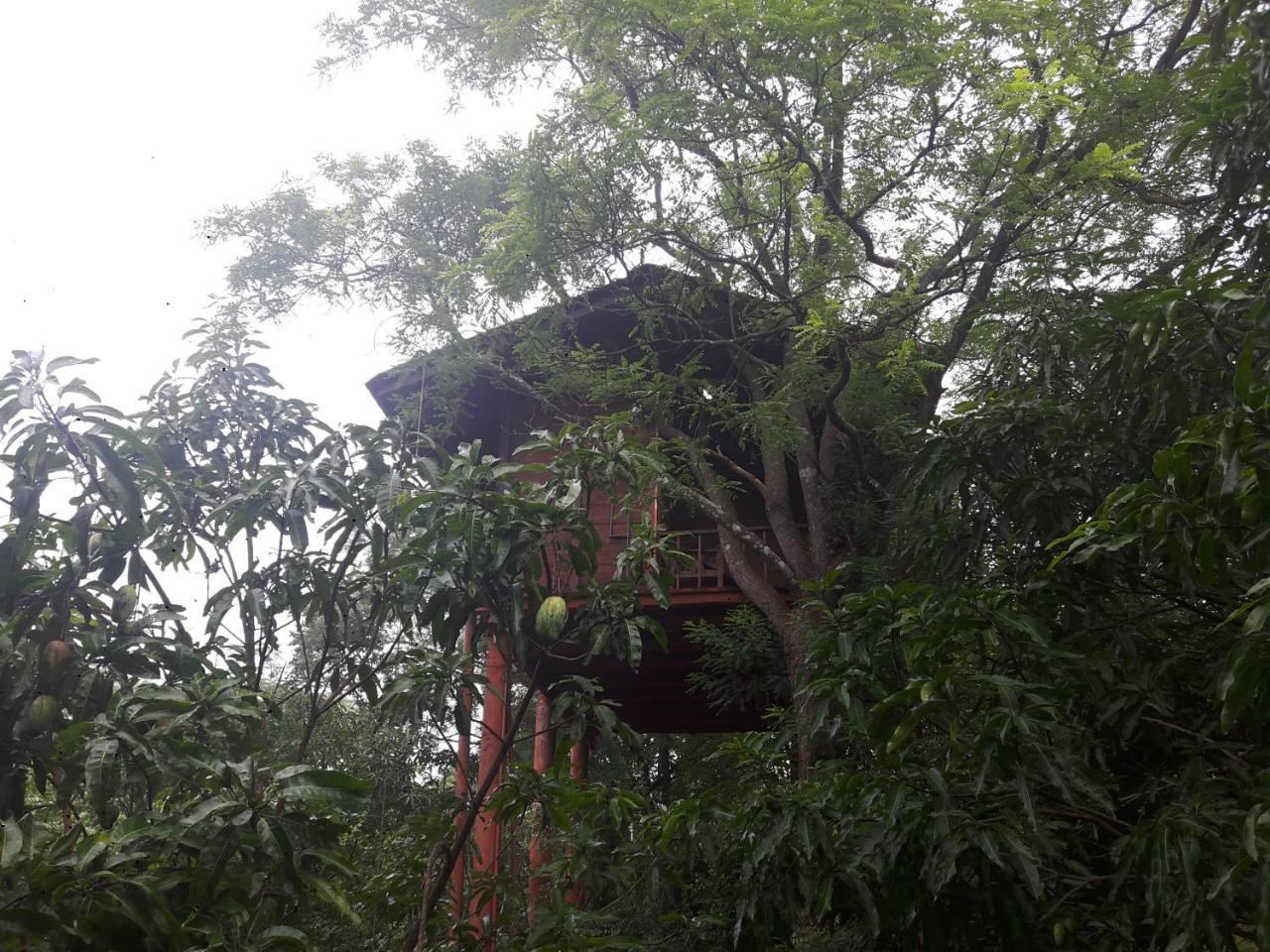 Dambulla Tree House Villa Eksteriør billede
