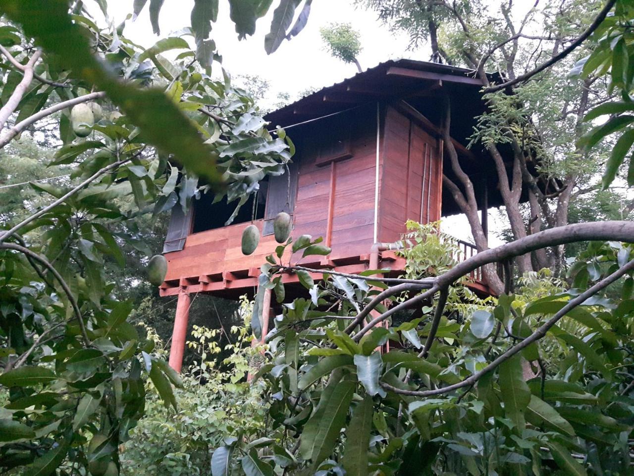 Dambulla Tree House Villa Eksteriør billede