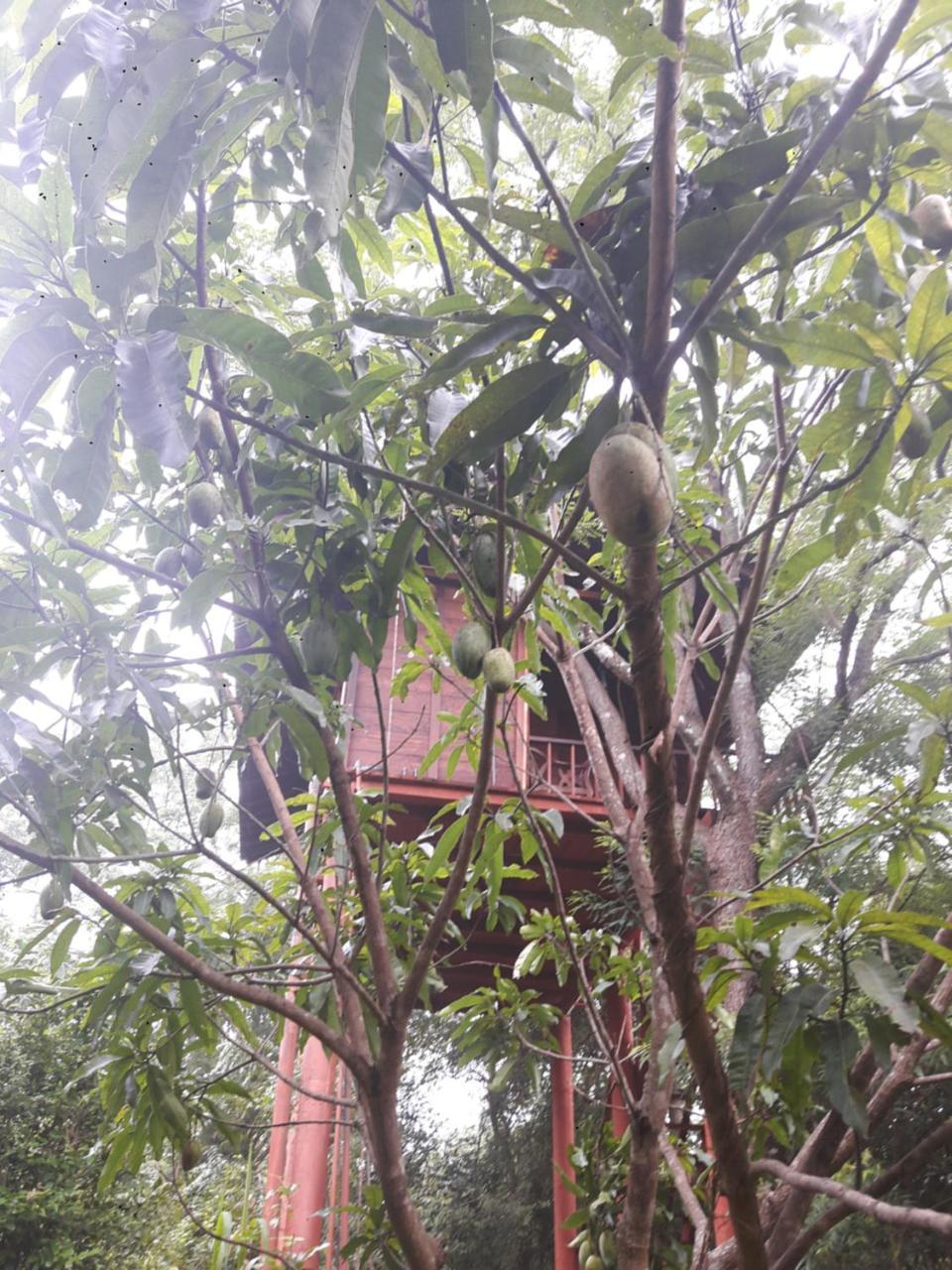 Dambulla Tree House Villa Eksteriør billede